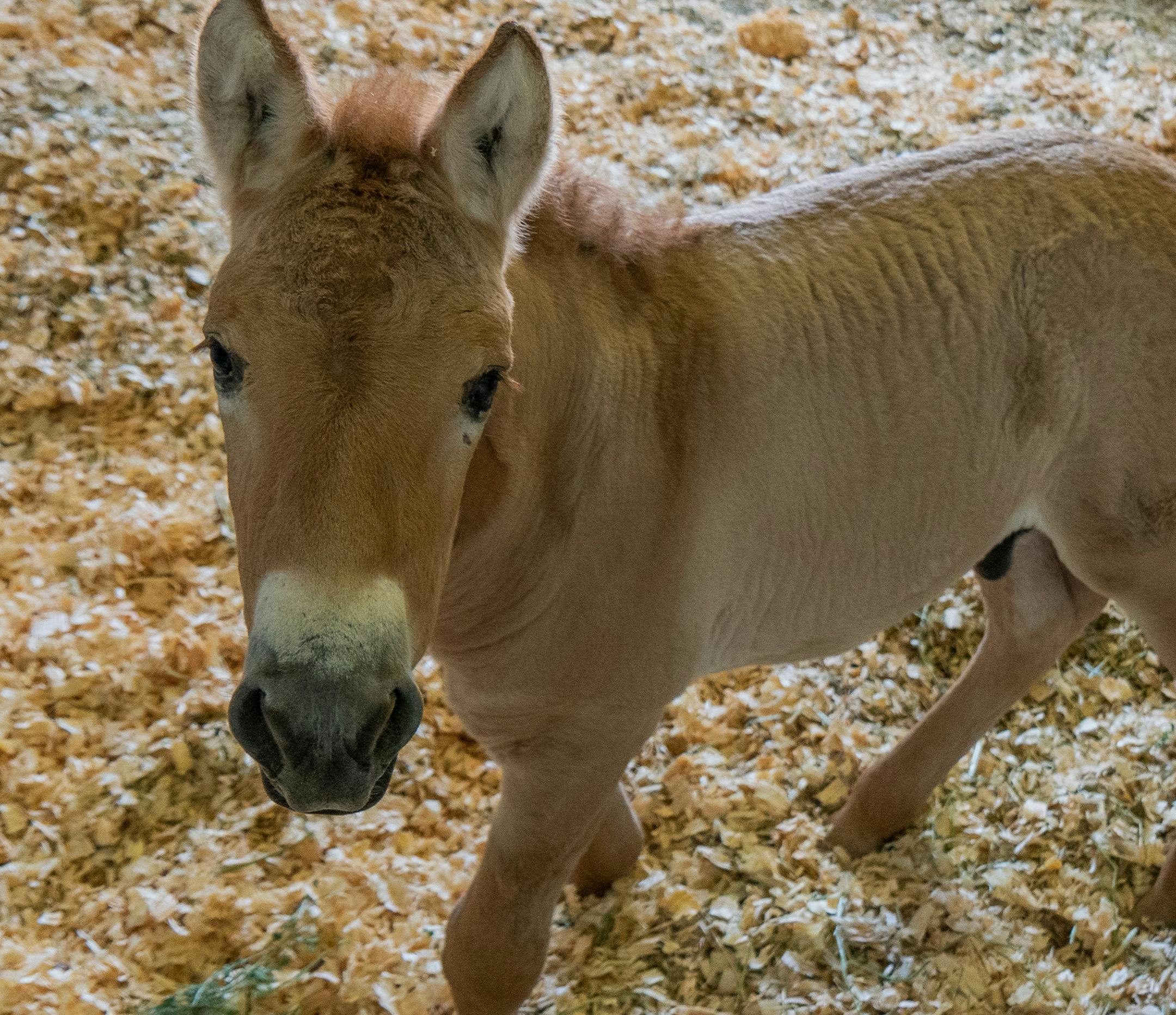 Kurt, the first-ever Przewalski's horse clone, on Aug. 28, 2020 at the Texas veterinary facility of ViaGen Equine collaborator, Timber Creek Veterinary. (Scott Stine/Courtesy San Diego Zoo/TNS)