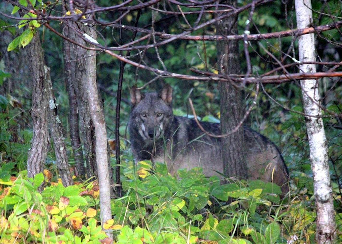 This wolf was photographed last September near Brighton Beach in Duluth. A dog on a trail near the same beach was attacked by a wolf and killed on Tuesday.