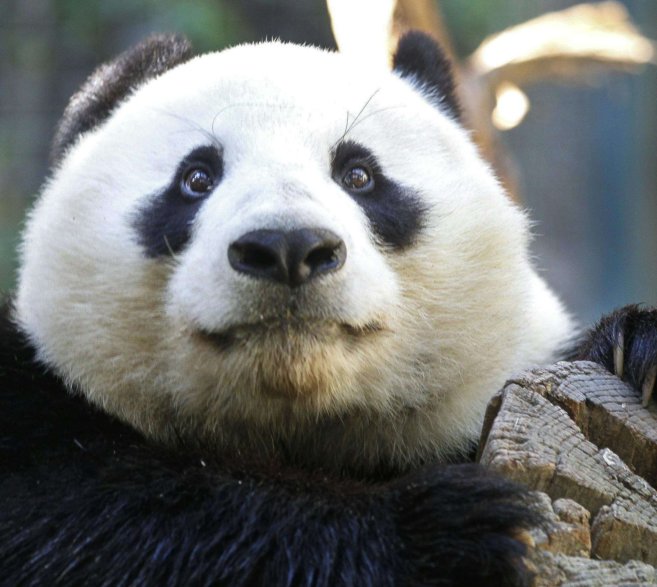 Xiao Liwu, a young male panda born at the San Diego Zoo, at the San Diego Zoo on October 25, 2018. (Hayne Palmour IV/Zuma/San Diego Union-Tribune/TNS)