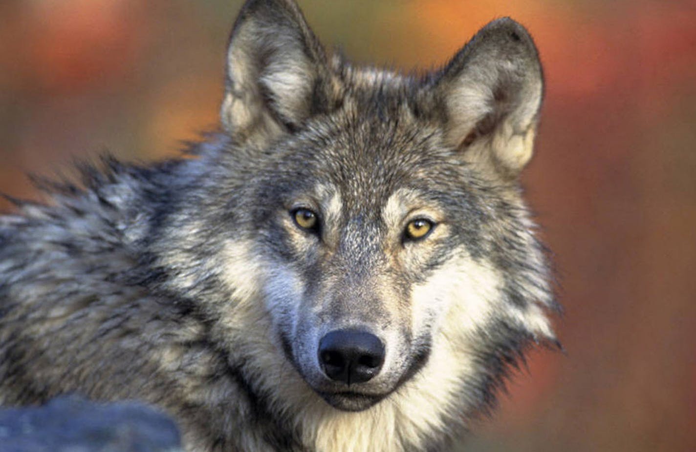 Wolves were hunted and trapped in Wisconsin and Michigan, along with Minnesota, beginning in 2013. A federal court ruling, now under appeal, about a year ago stopped the hunts. ORG XMIT: MIN1311131534530636