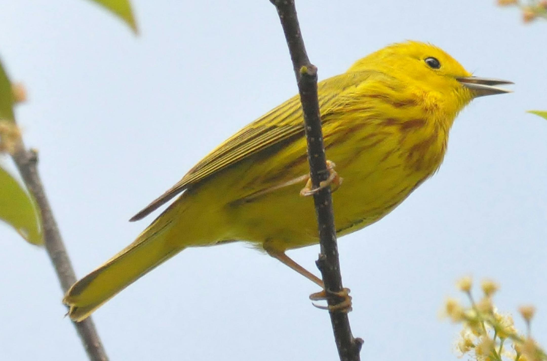 Yellow warbler
Beth Siverhus (ONE TIME USE)