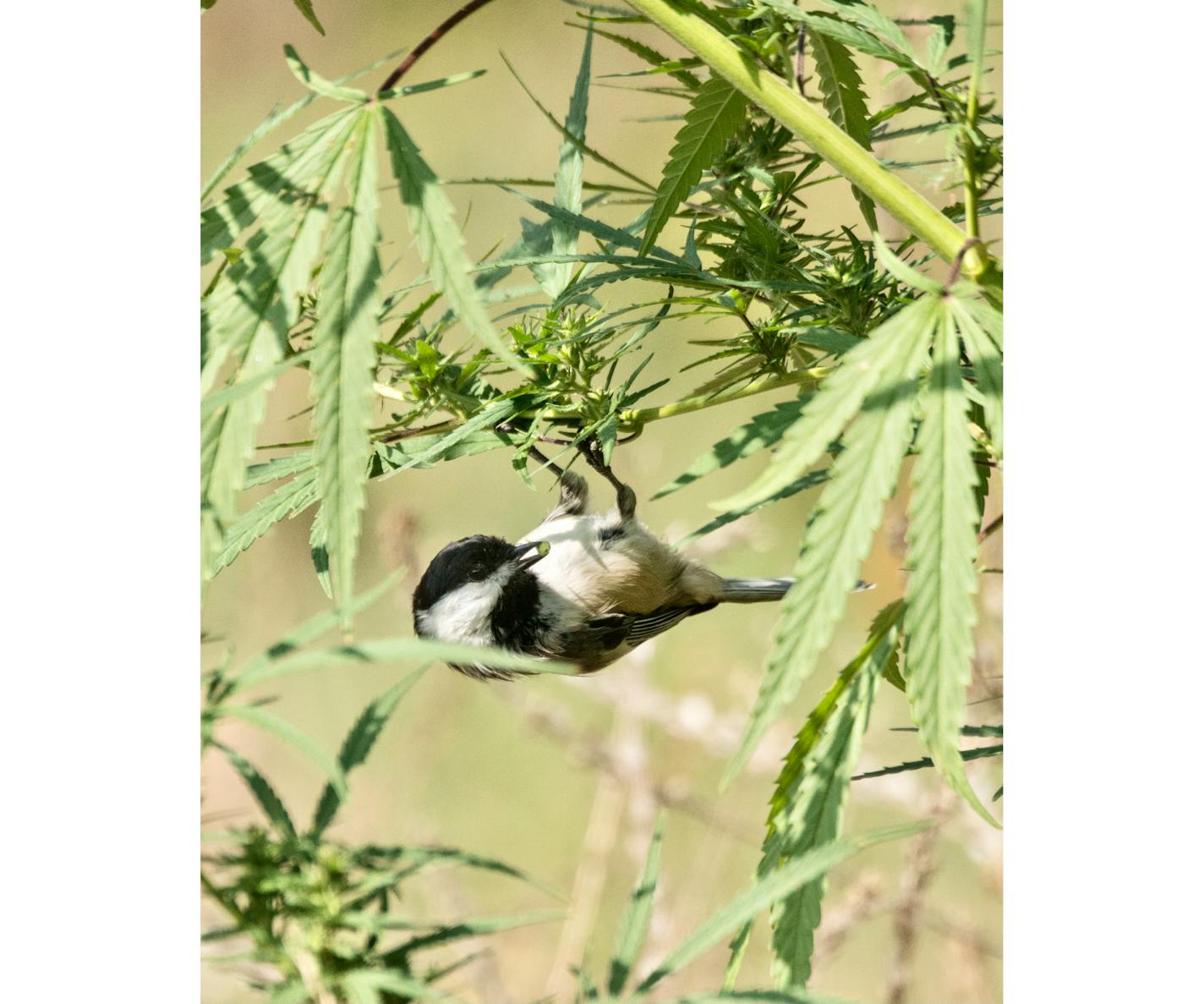 A chickadee hung from the stem of a cannabis plant to eat the seeds.