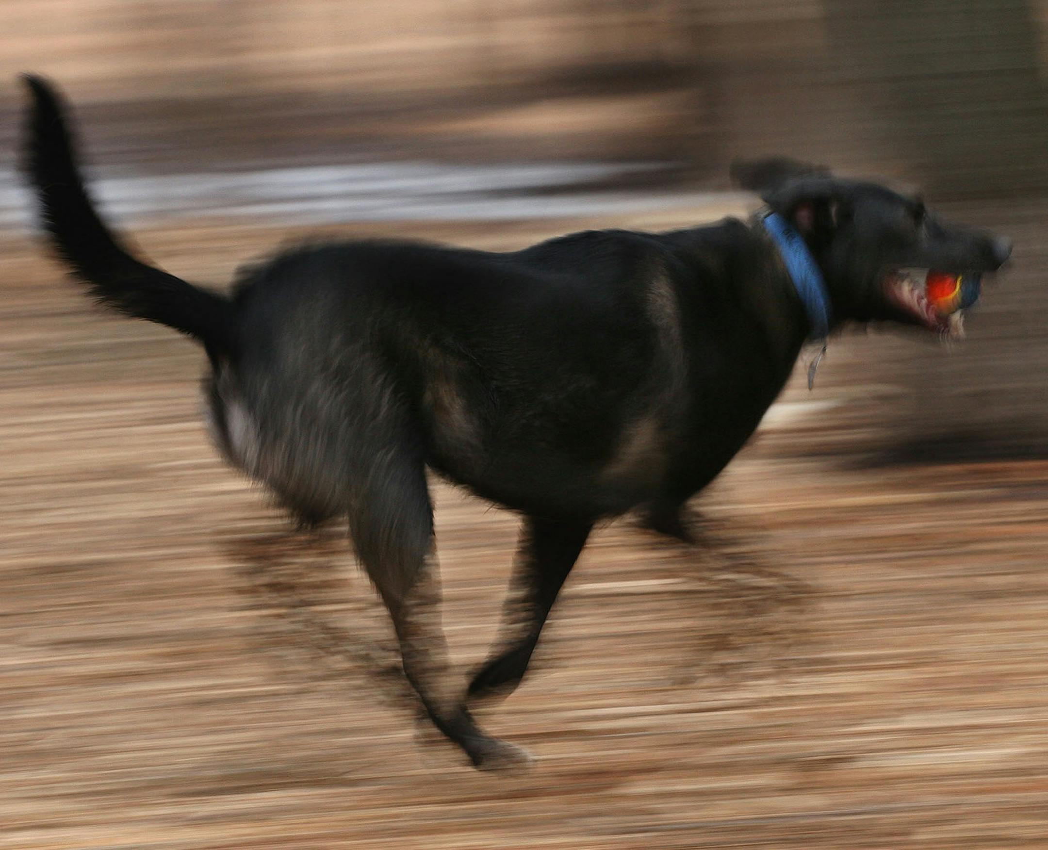 TOM WALLACE√Øtwallace@startribune ORG XMIT: MIN2014040313010138