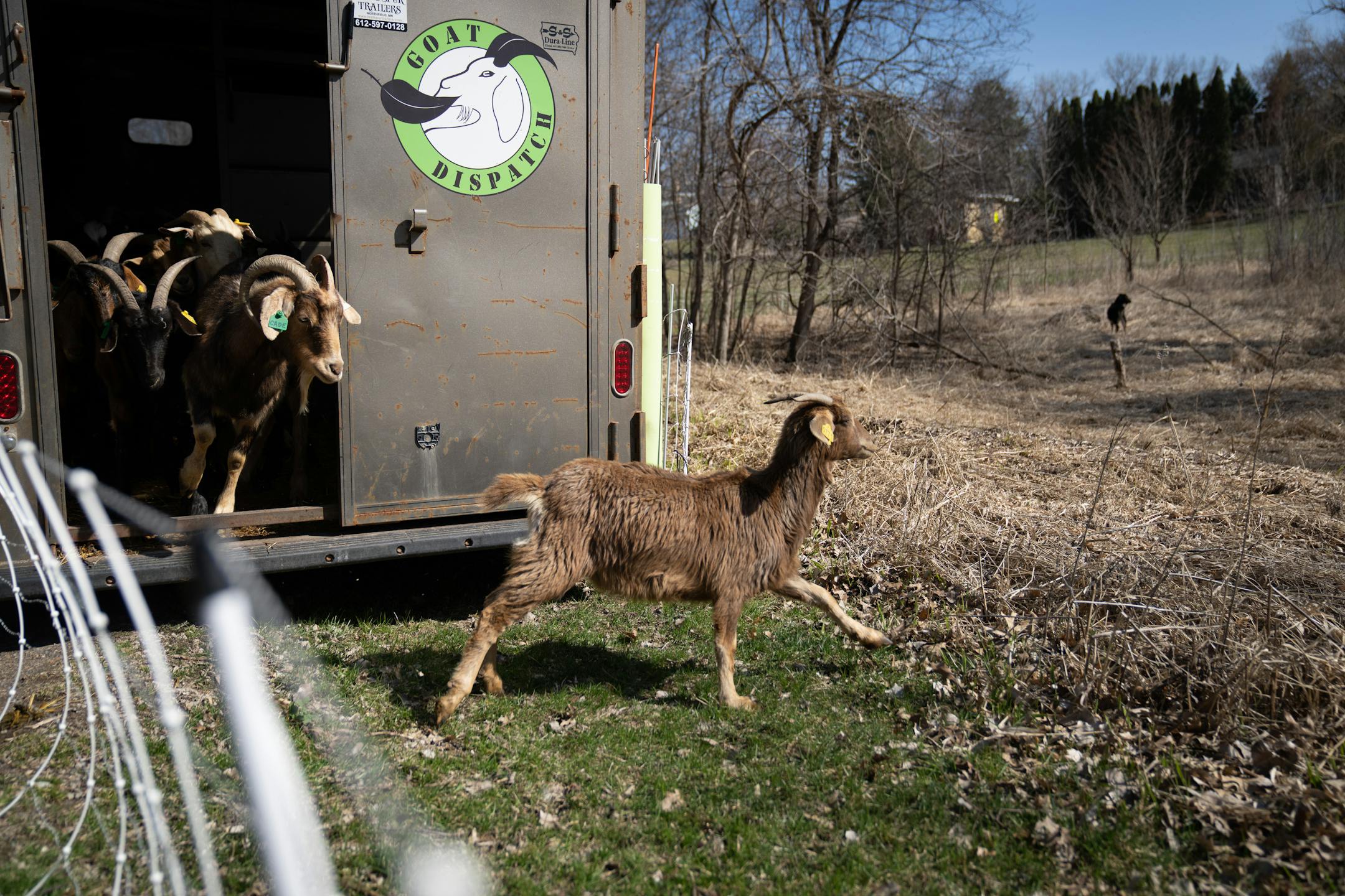 Goats from Goat Dispatch were released from a trailer into a field in Creekview Park where they will roam around for the next week eating the invasive buckthorn that has infiltrated the area.