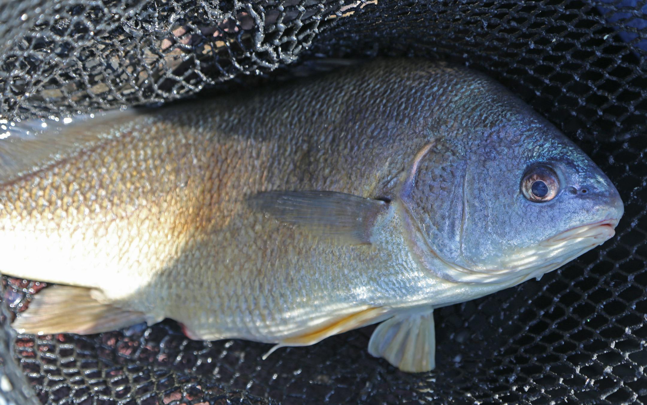 Sheepshead are plentiful in the St. Croix but are not sought after, or wanted, by anglers, who consider them rough fish.They do fight well, however.