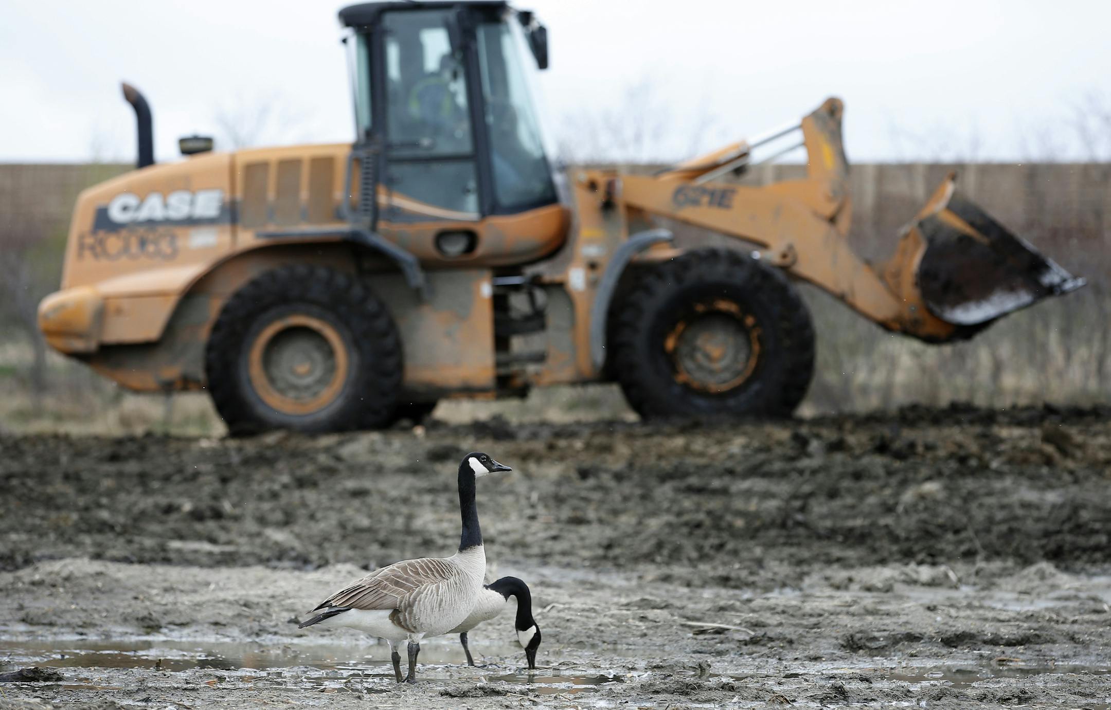 Canada geese could be seen near heavy machinery at was once a former sewage pond in Long Lake. ] CARLOS GONZALEZ cgonzalez@startribune.com, April 21, 2015, Long Lake, MN, A former sewage pond that brought pollution into Tanager Lake and Lake Minnetonka for years is now being rescued, turned back into a wetland. It's part of restoration work done by the Minnehaha Creek Watershed District along with the City of Long Lake and the Metropolitan Council, restoring the pond and creating a new stream fo