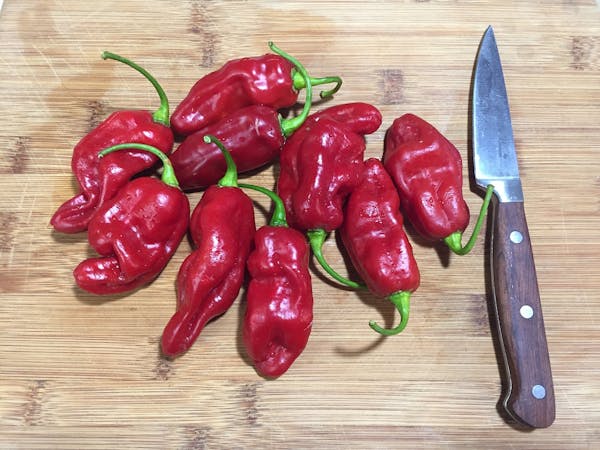 Roulette peppers have the citrusy flavor of habaneros but not the heat.