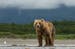 This image released by Disney shows a young adult male bear in Katmai National Park, Alaska, in a scene from the 2014 documentary film "Bears."