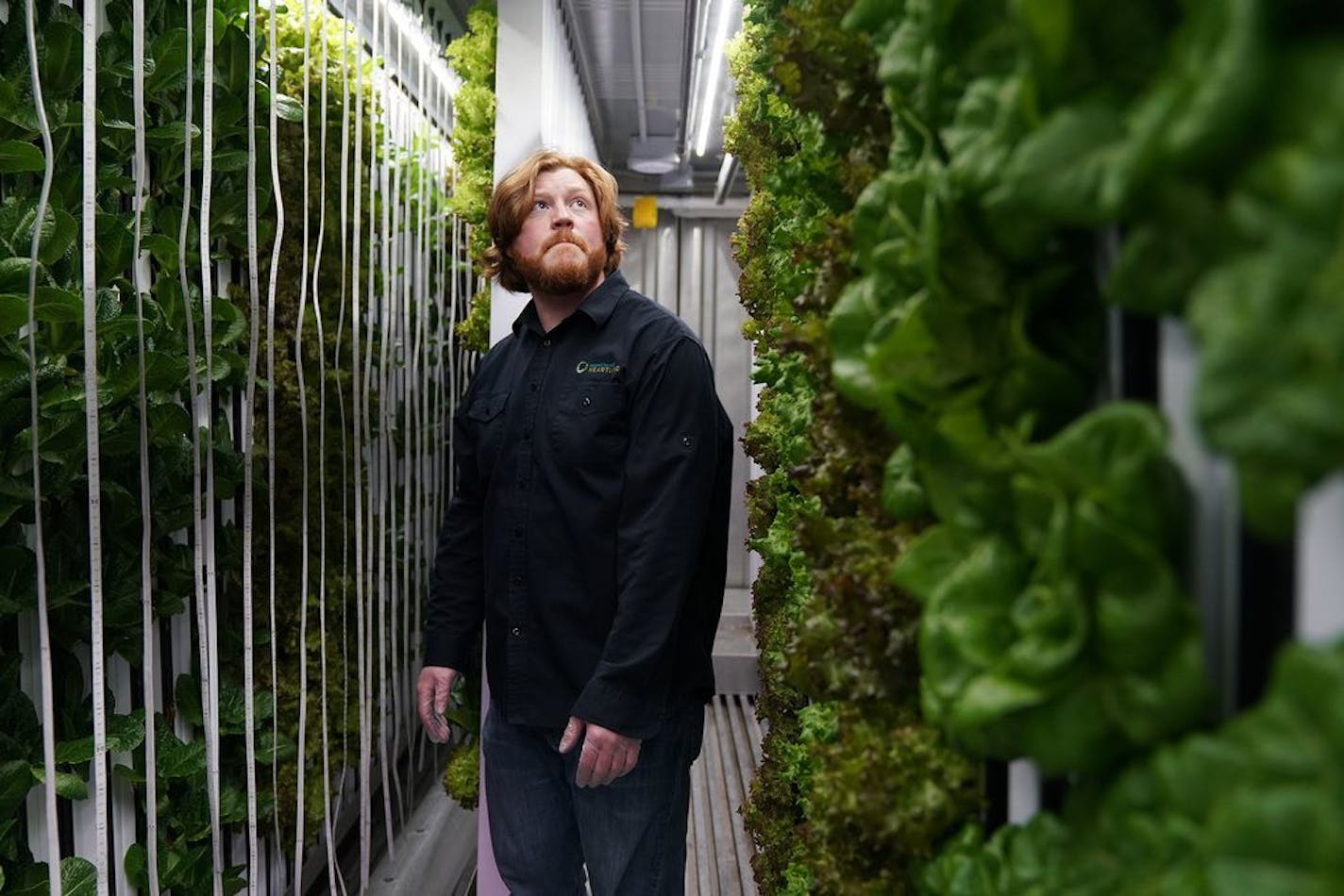 Eric Reller, master grower with Second Harvest Heartland, took stock of the plants growing in a shipping container at the organization's warehouse in Brooklyn Park.