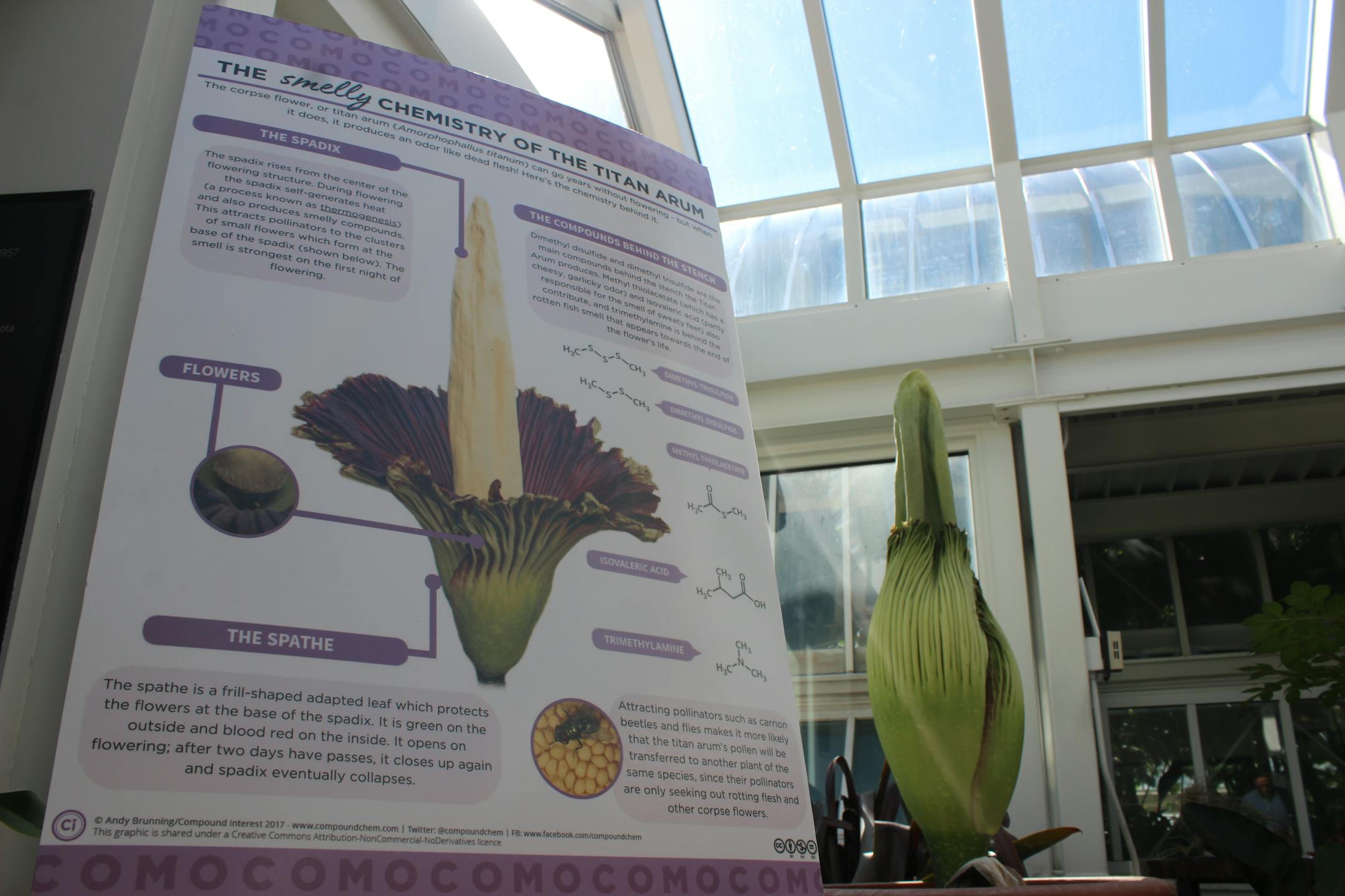 Rare 'corpse flower' begins to bloom at Como Park after 2-year cycle