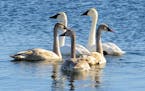 A trumpeter swan family floats on a metro lake.