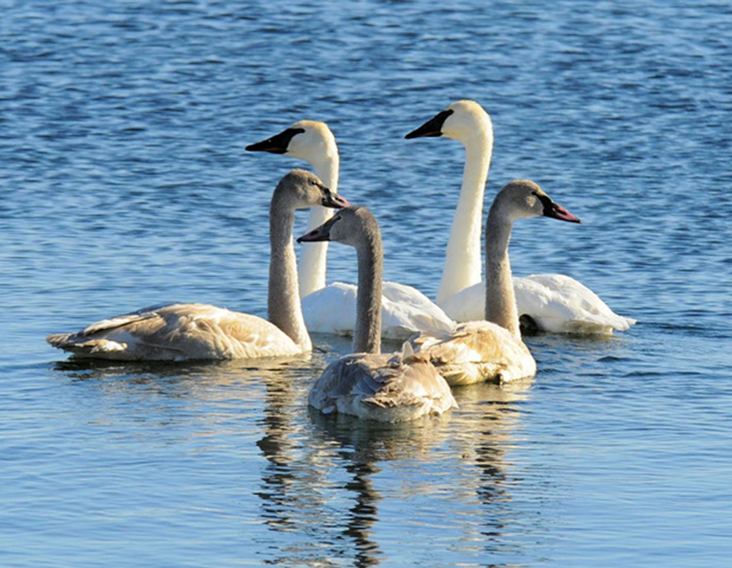 A trumpeter swan family floats on a metro lake.