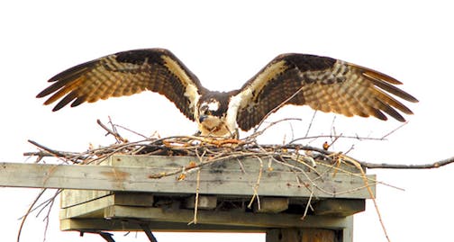 An osprey with wings spread on a nest on a man-made platform.