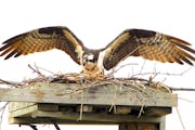 An osprey with wings spread on a nest on a man-made platform.