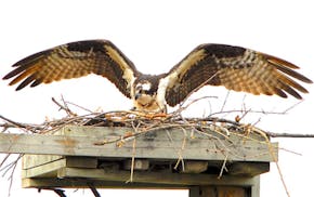 An osprey with wings spread on a nest on a man-made platform.