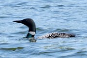 A loon swims on a lake Friday, May 26, 2023, at Itasca State Park in Park Rapids, Minn.