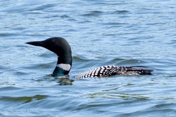 A loon swims on a lake Friday, May 26, 2023, at Itasca State Park in Park Rapids, Minn.