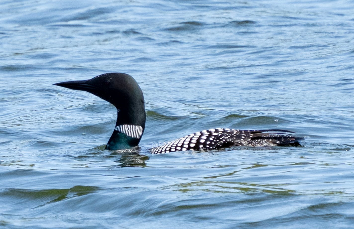 A loon swims on a lake Friday, May 26, 2023, at Itasca State Park in Park Rapids, Minn.