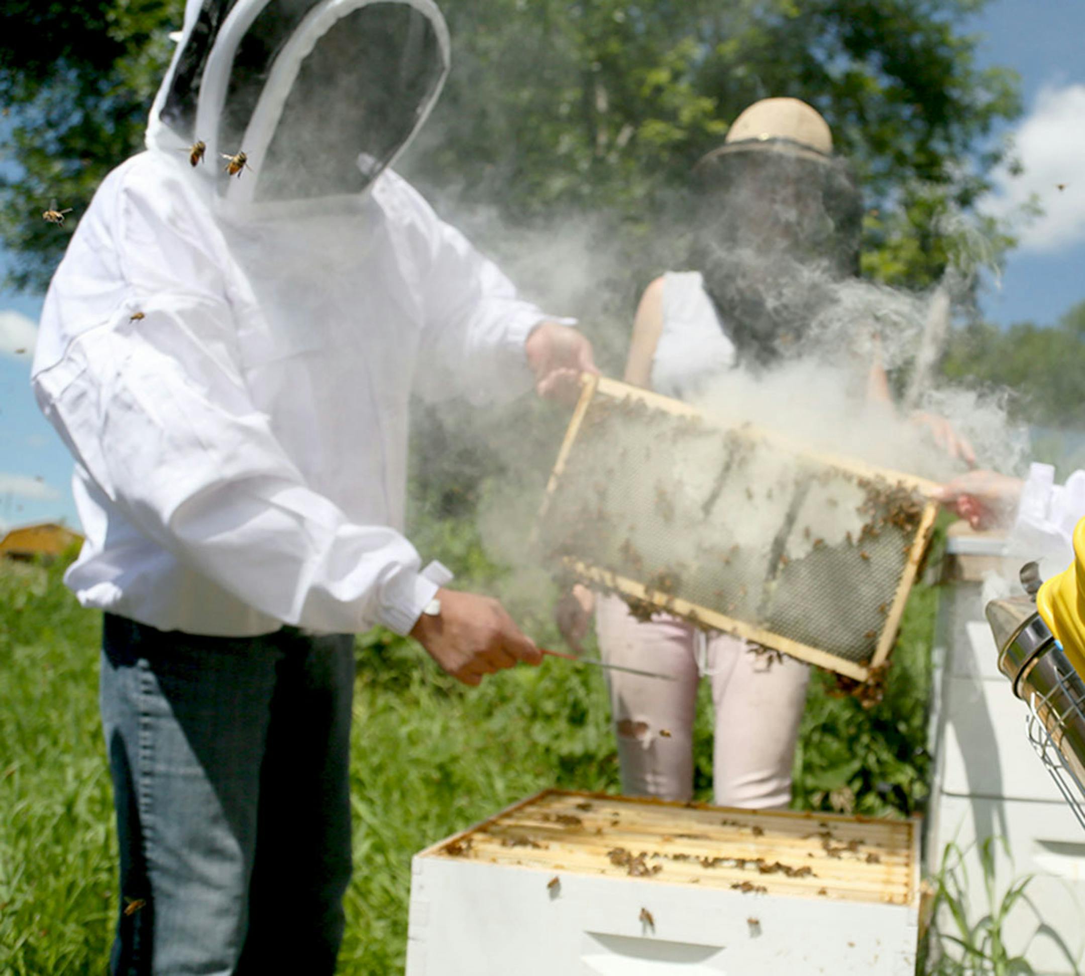 Reinas de Miel consists of five women and one youth who work at the hives every Thursday, including Thursday, July 23, 2015, at a farm in Lakeville, MN. Here, a smoker is used to calm the bees as members of the group look at individual honey combs. Urban Ventures has partnered with the University of Minnesota to train low-income women to become beekeepers.