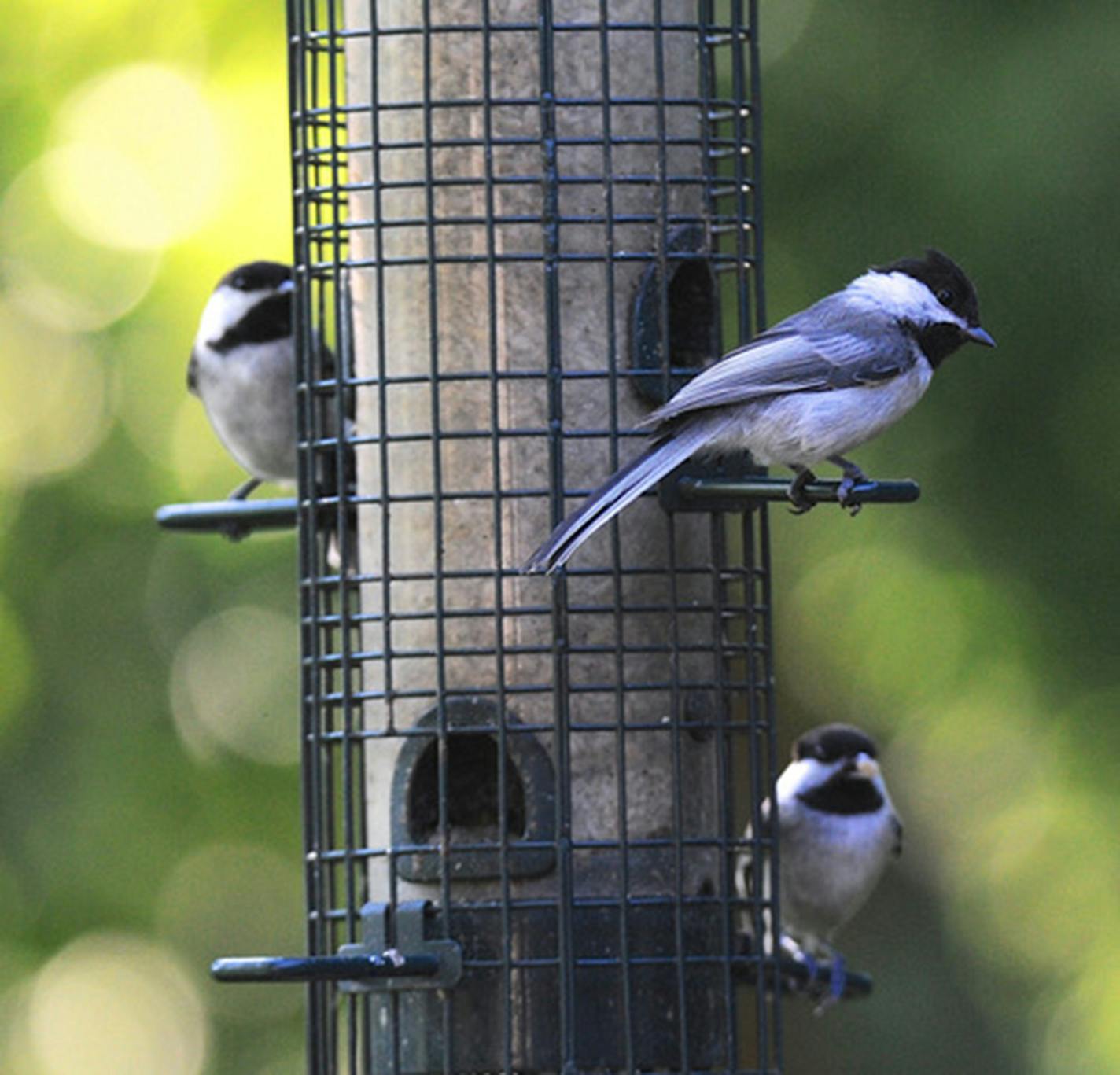 Three chickadees perched on a tube bird feeder.