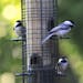 Three chickadees perched on a tube bird feeder.