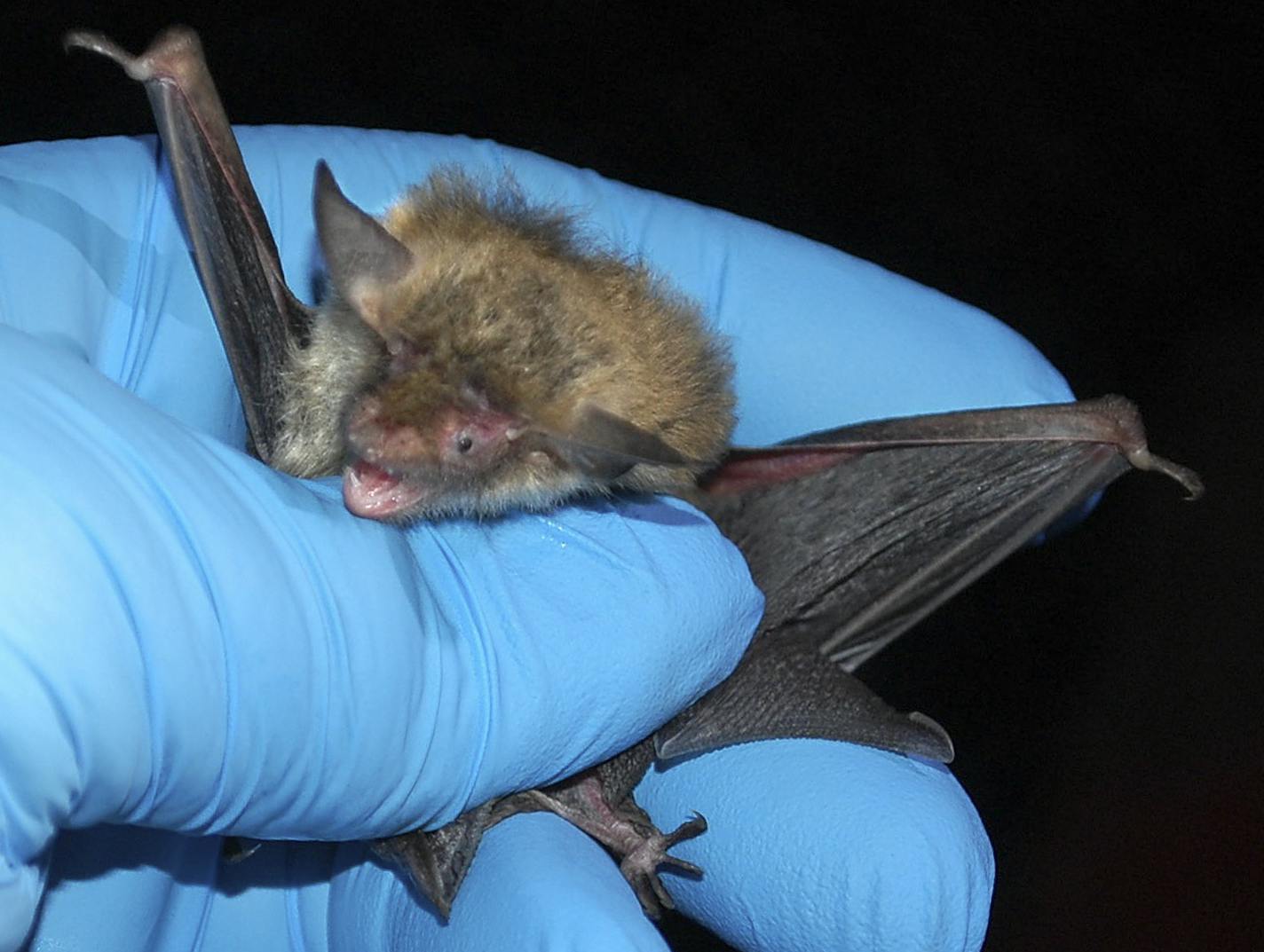 Minnesota researchers are netting and tracking bats in the hopes of fending off the effects of white-nose syndrome, a lethal disease killing populations by the millions. Star Tribune photo by Bob Timmons