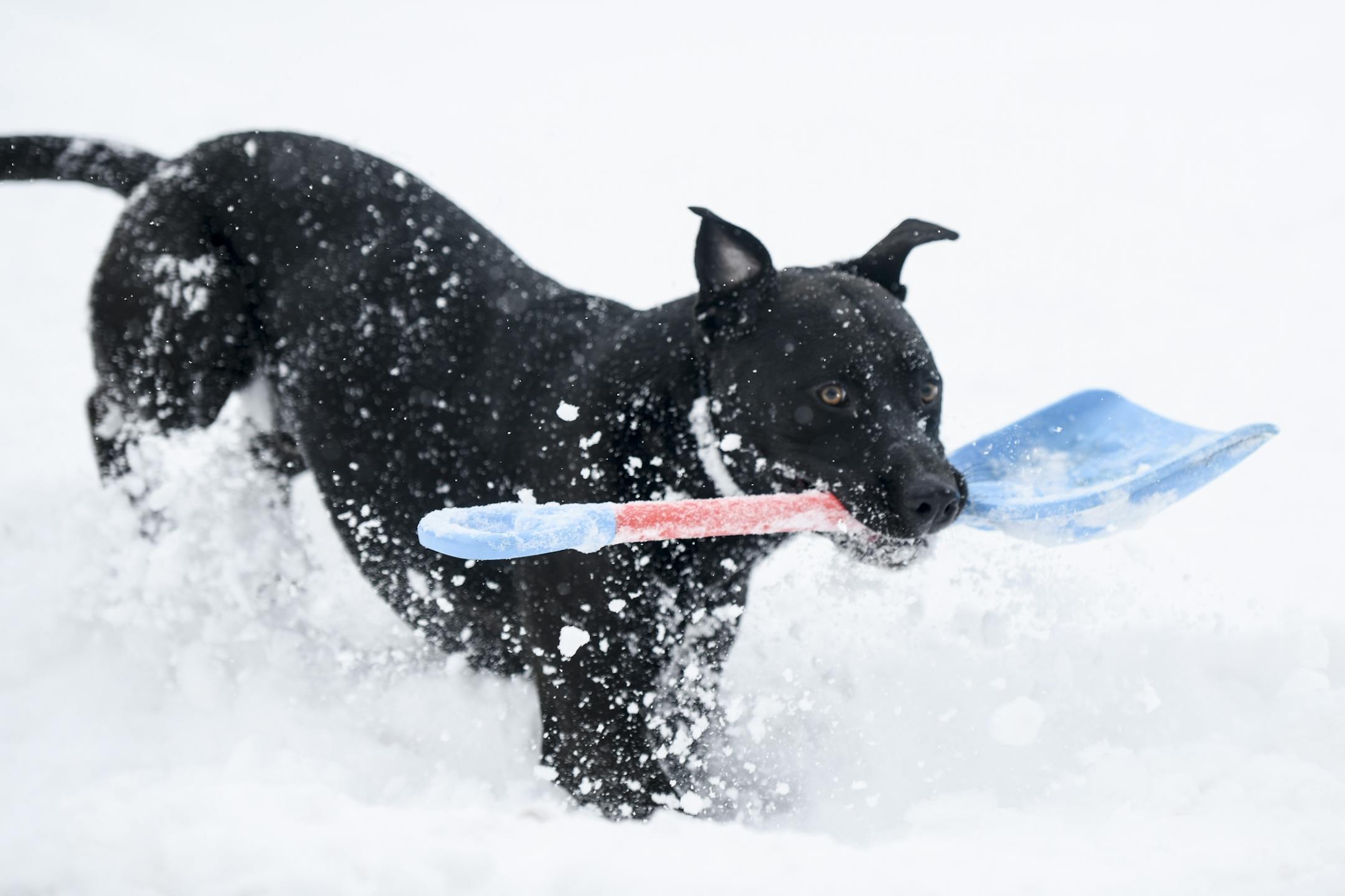 Milo, 2, stole his owner Jayden Garcia's shovel while playing in the alley behind their Robbinsdale home Wednesday.