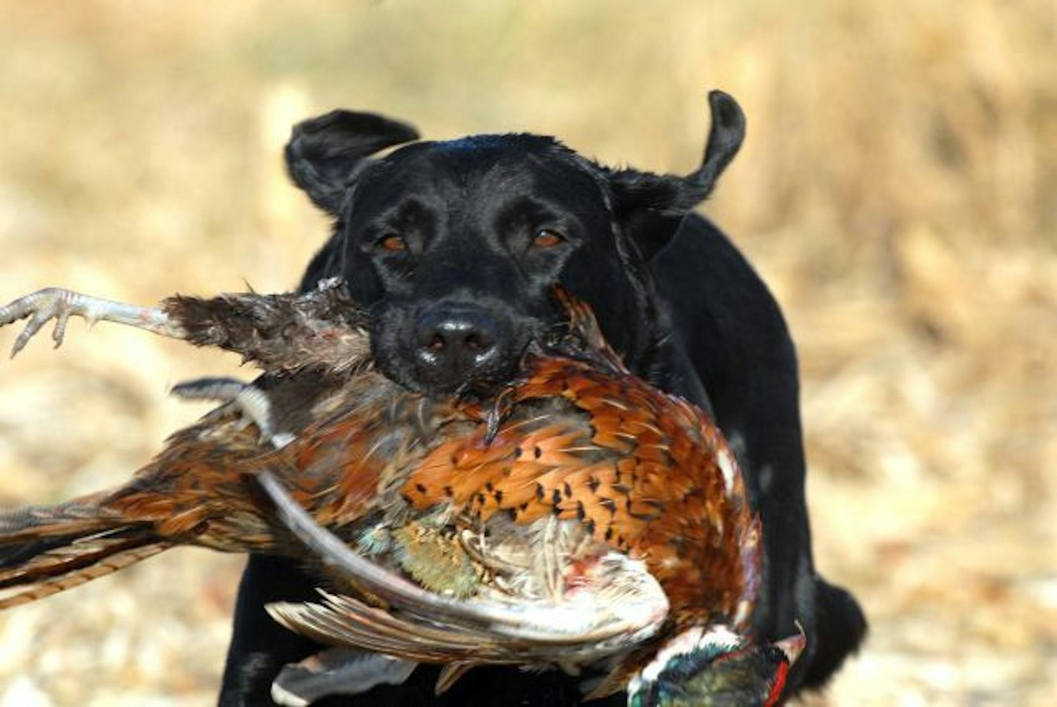 Ben, a black Labrador, earned his keep Saturday morning, returning a rooster downed shortly after the ringneck season began at 9 a.m.