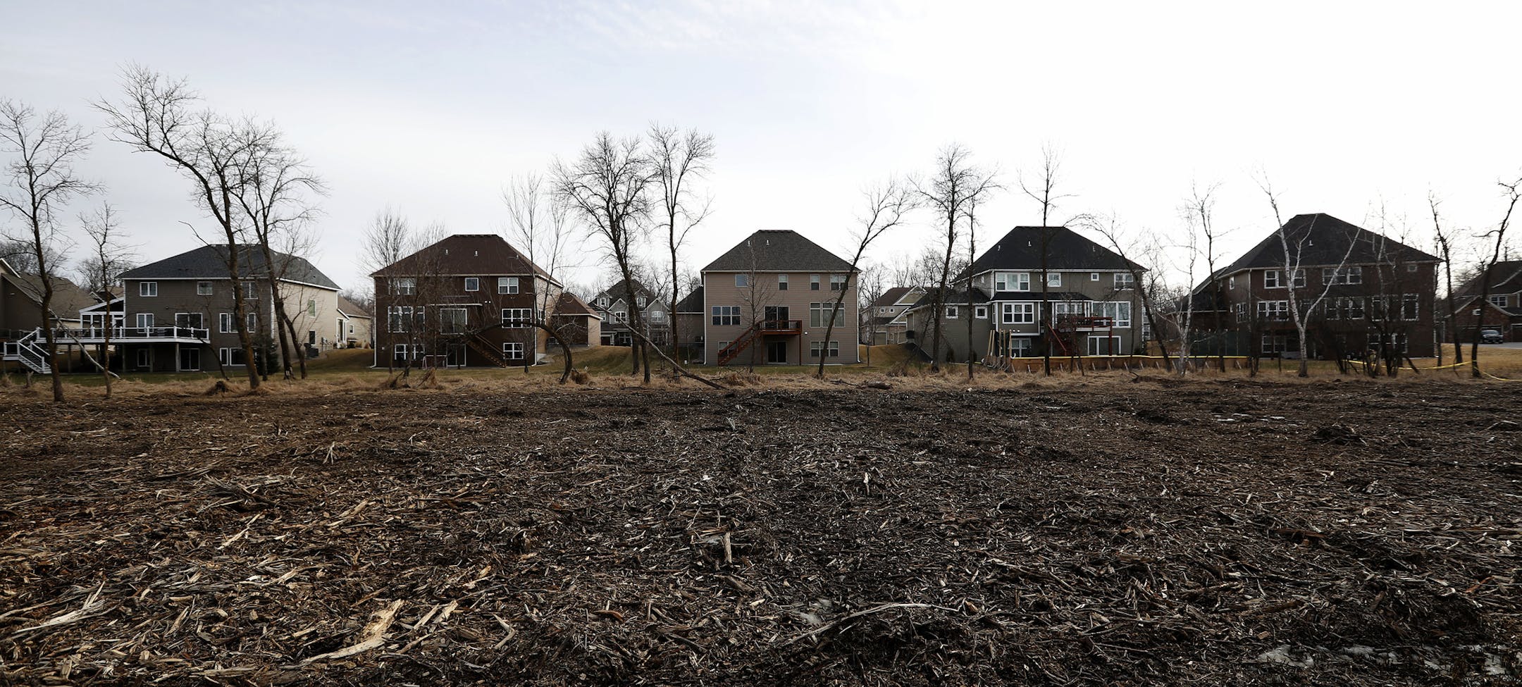 An area of trees were cleared on the edge of a wetland area in January 2017 in Blaine. The city has now told neighbors that more trees will need to come down as part of wetland restoration work or risk jeopardizing millions of dollars in wetland credits for the city. ] CARLOS GONZALEZ &#xef; cgonzalez@startribune.com - February 27, 2017, Blaine, MN, Tensions are running high in a wealthy neighborhood in Blaine, where felled trees on the edge of a wetland have neighbors crying foul. Residents say