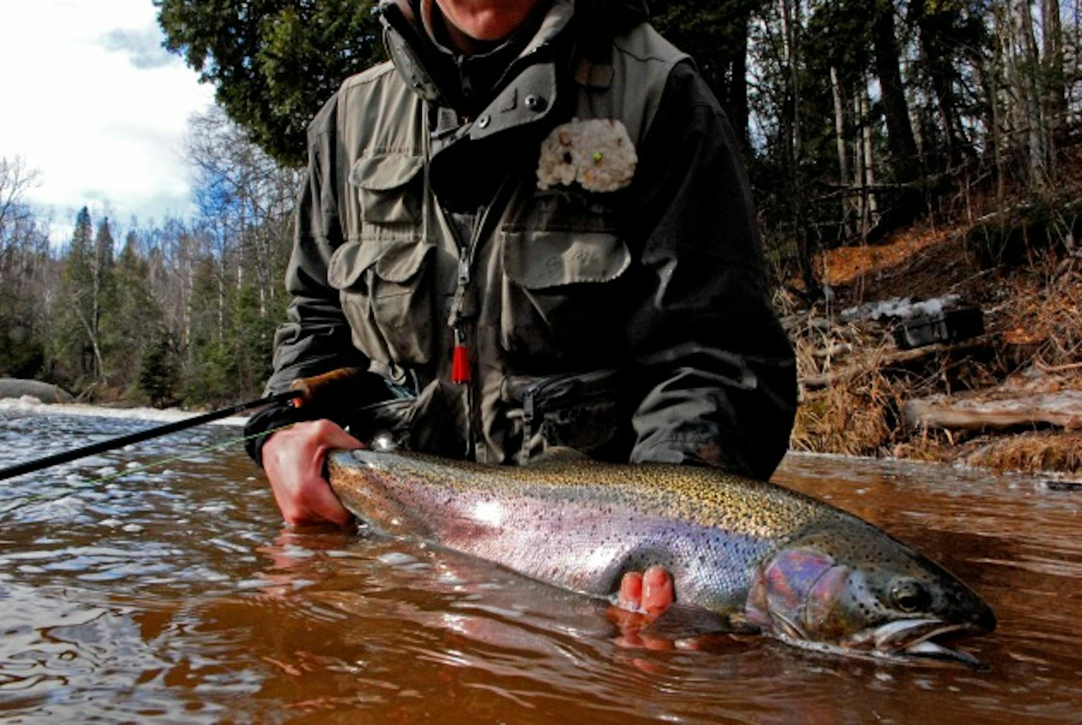 North Shore steelhead such as this one are dependent on sound watershed management and stream stewardship.