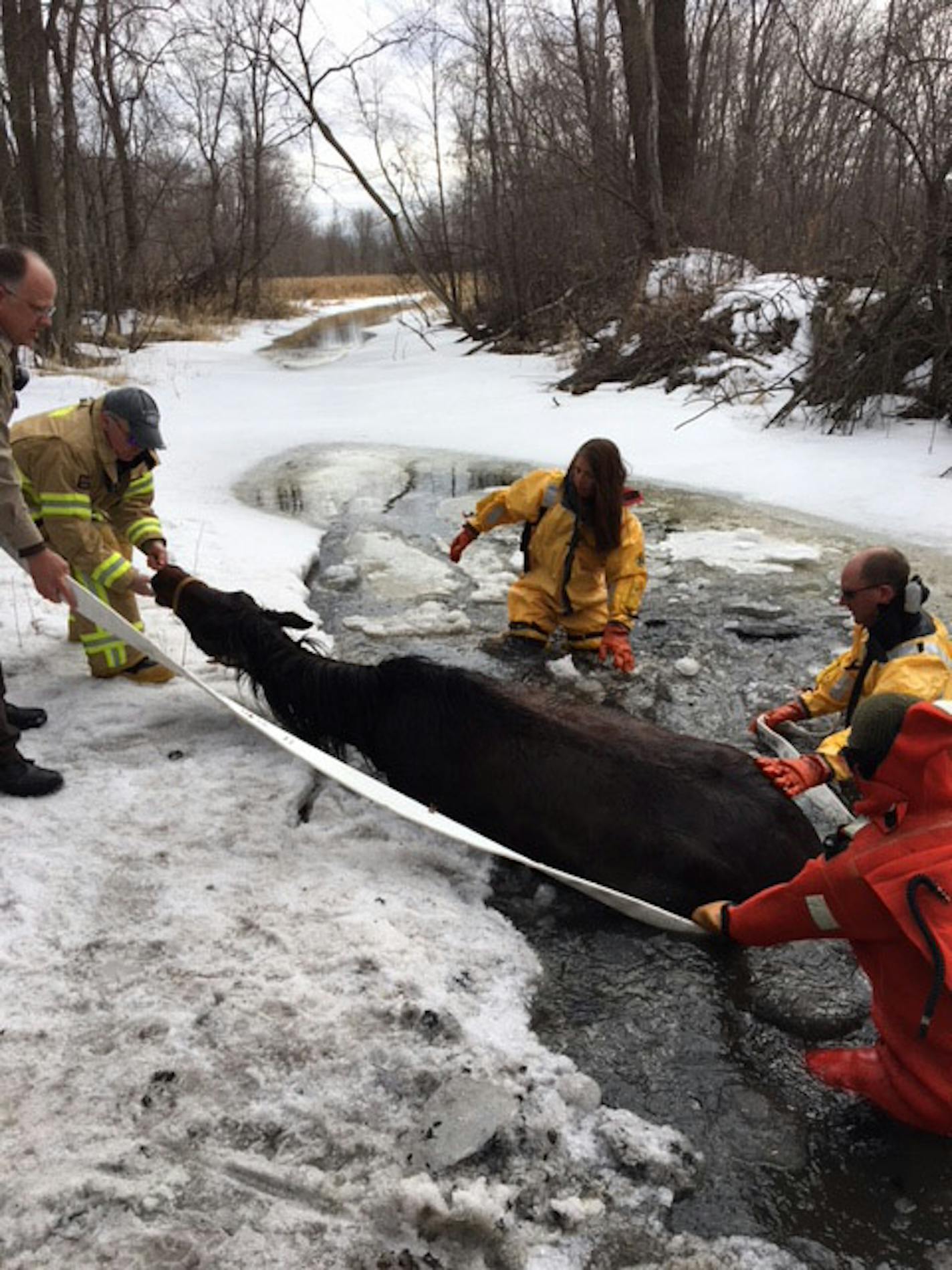 A Fresian horse named Likira was rescued Sunday.