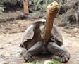 This Jan. 9, 2020 photo provided by Galapagos National Park shows Diego the tortoise on Santa Cruz Island, Galapagos, Ecuador. After fertilizing some 