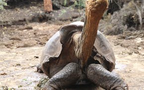 This Jan. 9, 2020 photo provided by Galapagos National Park shows Diego the tortoise on Santa Cruz Island, Galapagos, Ecuador. After fertilizing some 