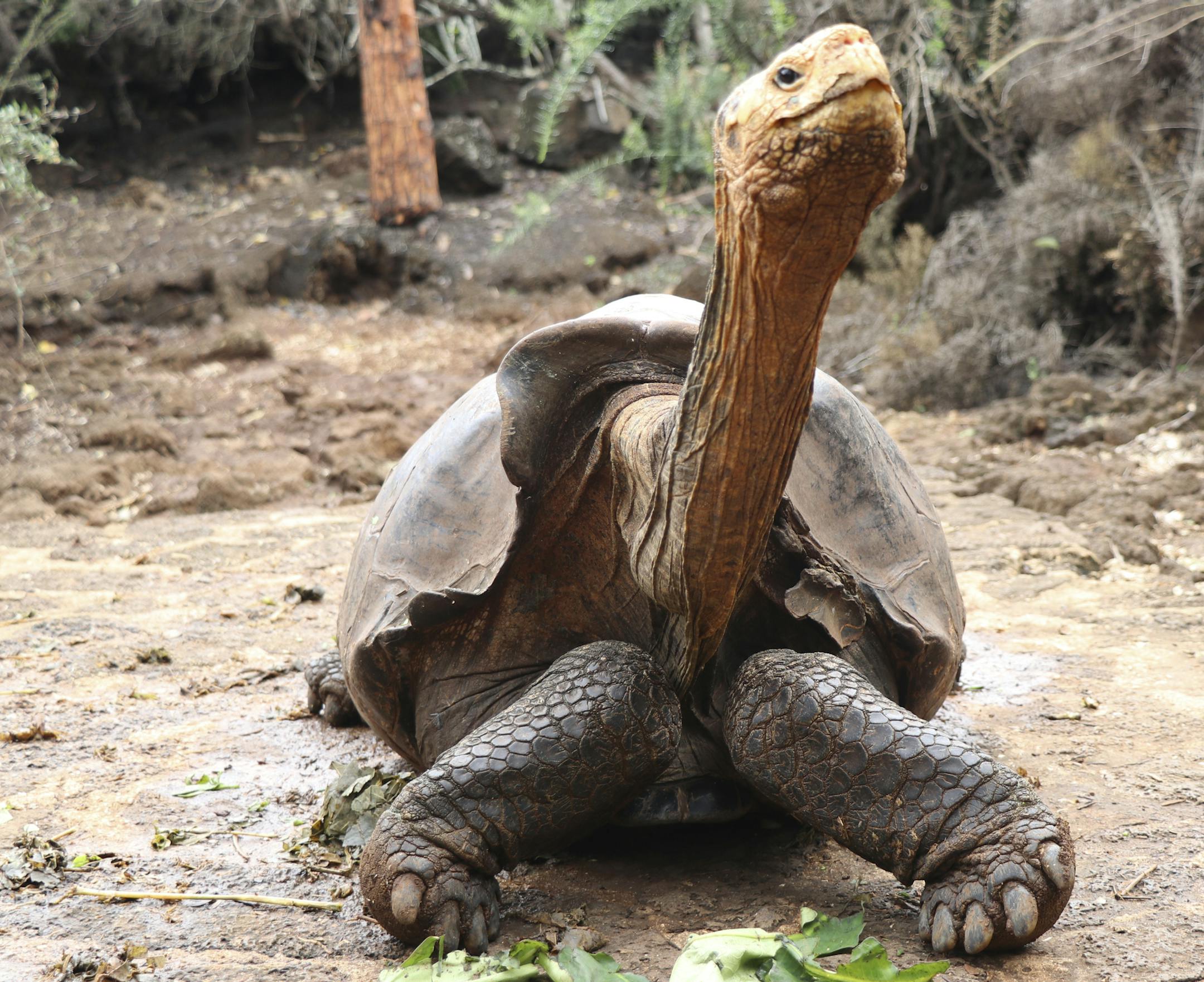 This Jan. 9, 2020 photo provided by Galapagos National Park shows Diego the tortoise on Santa Cruz Island, Galapagos, Ecuador. After fertilizing some 800 offspring and contributing substantially to the salvation of one of the giant turtle species of the Galapagos Islands, Diego, a tortoise who is over 100 years old, will be returned in March to his original habitat on Española Island, from where he was extracted more that eight decades ago. (Galapagos National Park via AP)