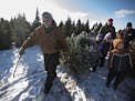 Dean Pass and students from Cambridge Primary school carried a 7-foot Fraser after cutting it at Wolcyn Tree Farm Thursday December 6, 2018 in Cambrid