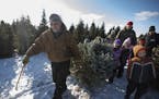 Dean Pass and students from Cambridge Primary school carried a 7-foot Fraser after cutting it at Wolcyn Tree Farm Thursday December 6, 2018 in Cambrid