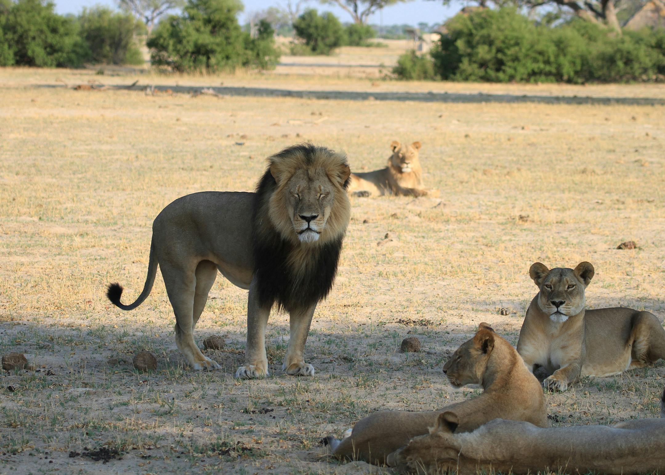 Cecil the lion stands with his pride on the plains in Hwange National Park on Nov. 18, 2012 in Zimbabwe. In July 2015, an American dentist named W. Palmer killed Cecil the lion with a bow and arrow during an illegal hunt in Zimbabwe. The country wants him extradited to face charges. (Paula French/Zuma Press/TNS)