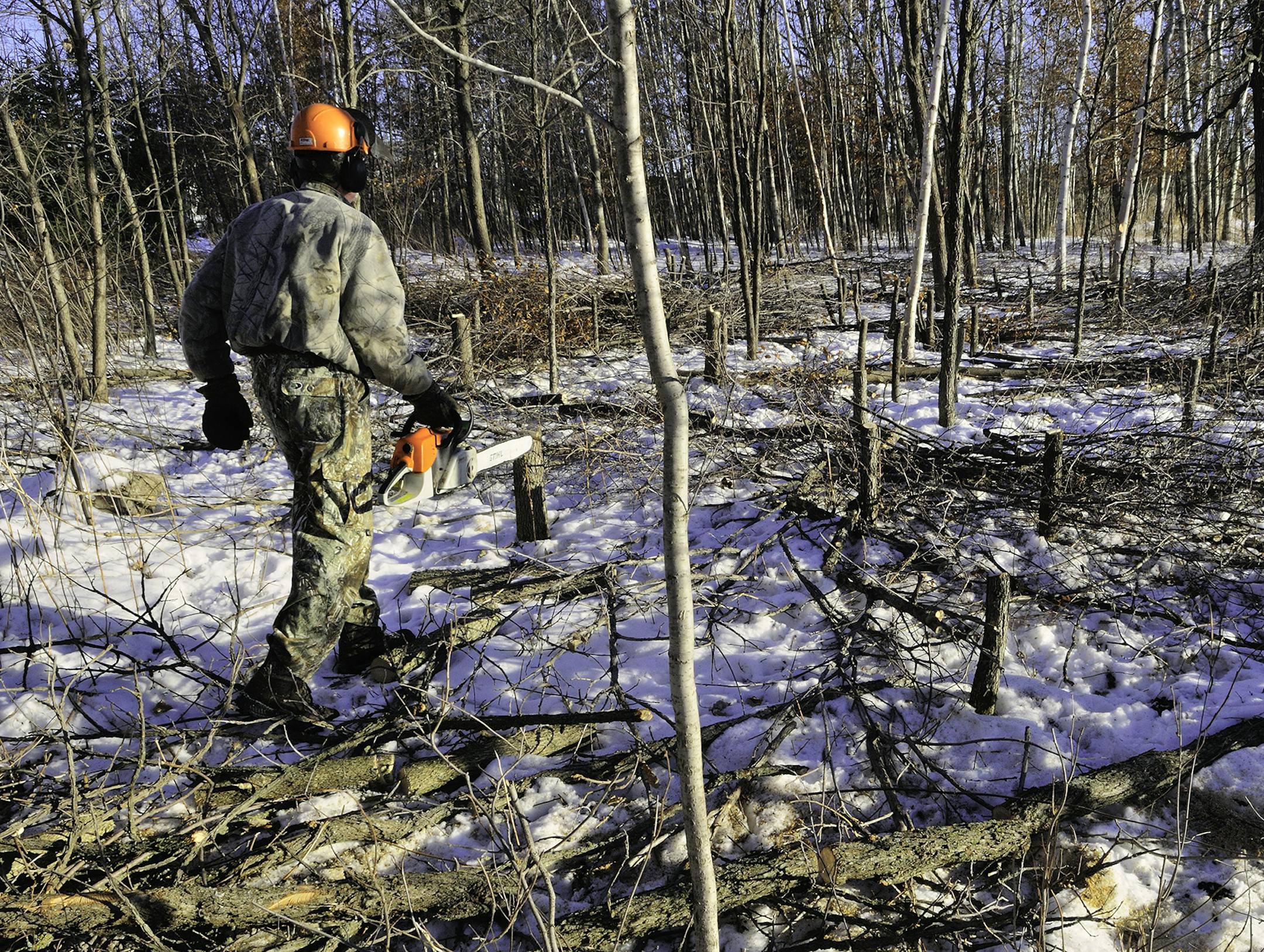 A timber stand improvement (TSI) has opened up the overhead canopy allowing sunlight to reach the ground. A resurgence of new vegetation will result, attracting a variety of wildlife.
