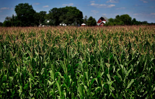 A cornfield south of Belle Plaine, photographed in 2012.
