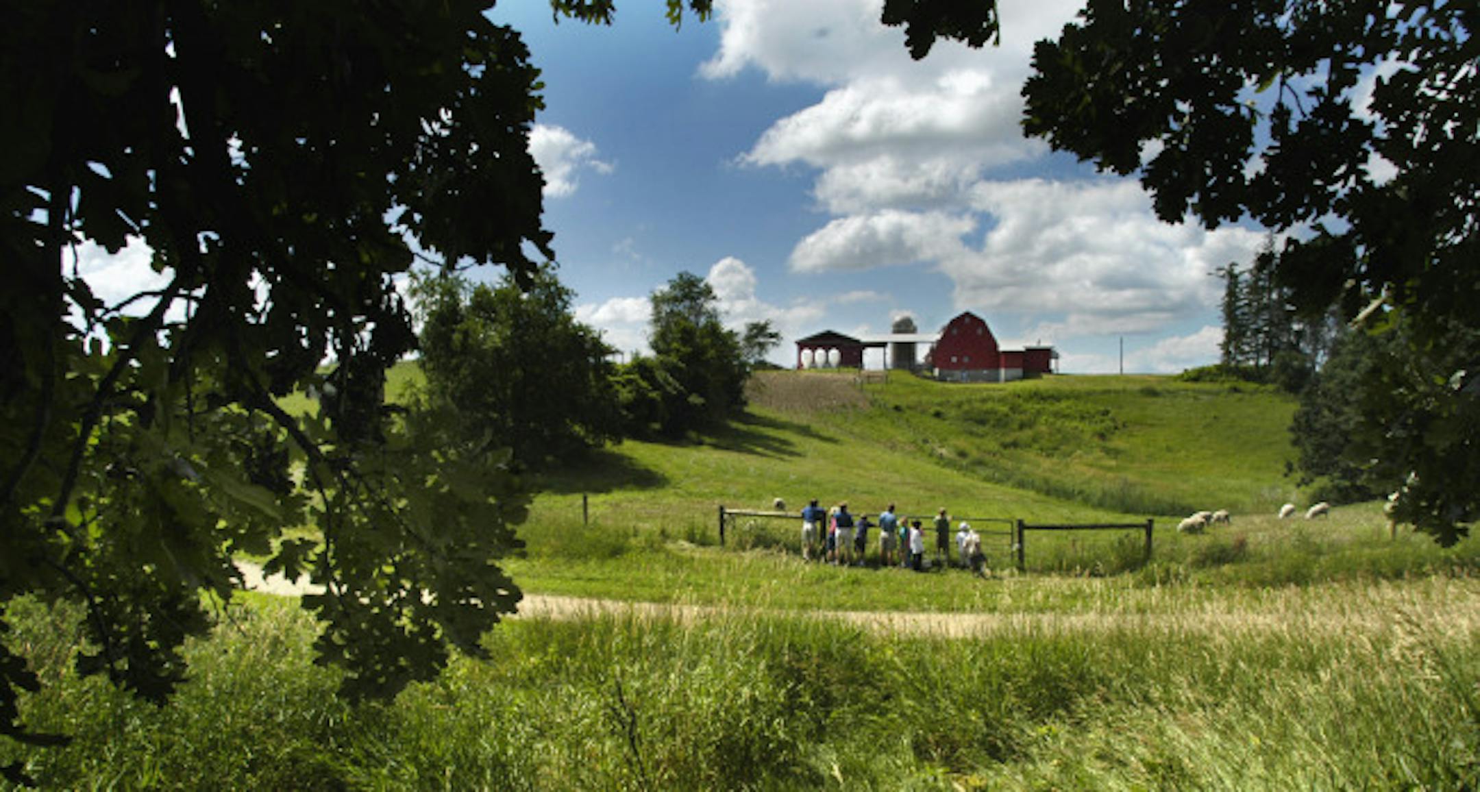 Gale Woods Farm // The kids paused to look at the lambs in the field on their way down to Whaletail Lake. GENERAL INFORMATION: MINNETRISTA, MN. 7/15/2003:The newest Three Rivers Park District park is a working farm. The farm was donated to the park system by Al and Leona Gale, who wanted future generations to experience the joys of country living. The new park has grand opening festivities planned for August 9th, but has had educational programs going on since spring. This program, called Farm E