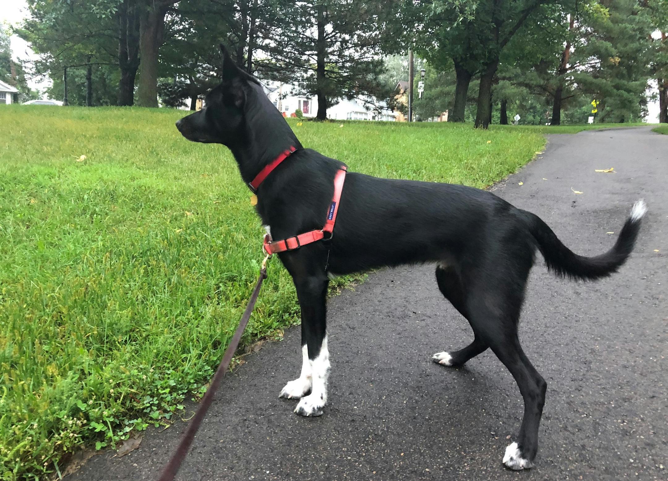 On walks, Angus remains highly alert to chipmunks, squirrels and rabbits.