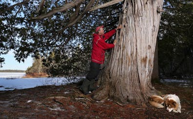 Paul Schurke tucks tobacco into the grooves of the Legacy Tree as a sign of respect as Whoopsie, one of his sled dogs, takes a rest.