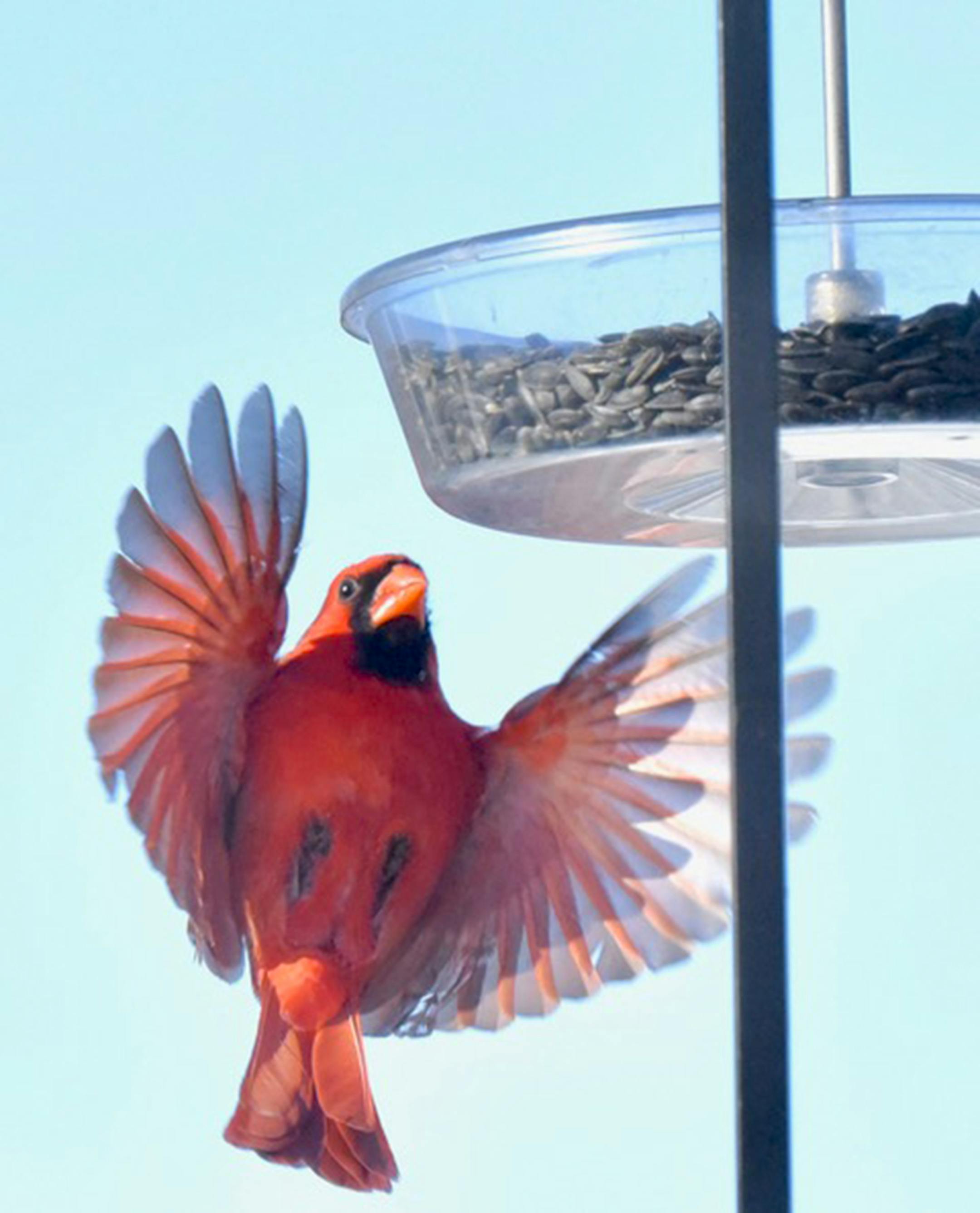 Cardinals relish sunflower seeds.Jim Williams photo