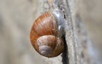 Snails can anchor by using a structure called an epiphragm.