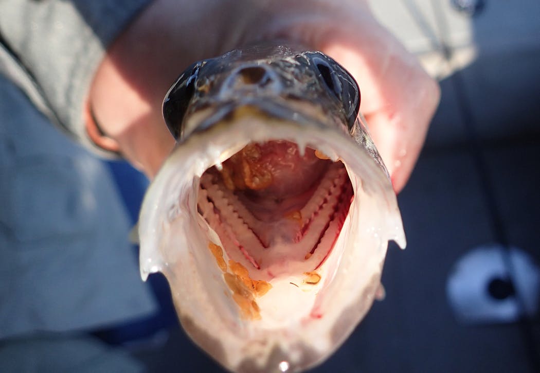 Many walleyes caught on Devil’s Lake were noticeably full of tiny freshwater shrimp, showing as orange specs in the fish’s mouth.