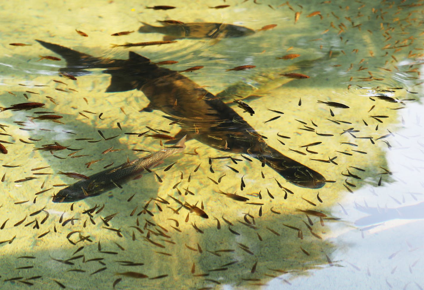 A paddlefish floats with other fish in the DNR fish pond on the first day of the Minnesota State FairThursday, Aug. 25, 2016, in Falcon Heights, MN. ](DAVID JOLES/STARTRIBUNE)djoles@startribune Opening day at the Minnesota State Fair