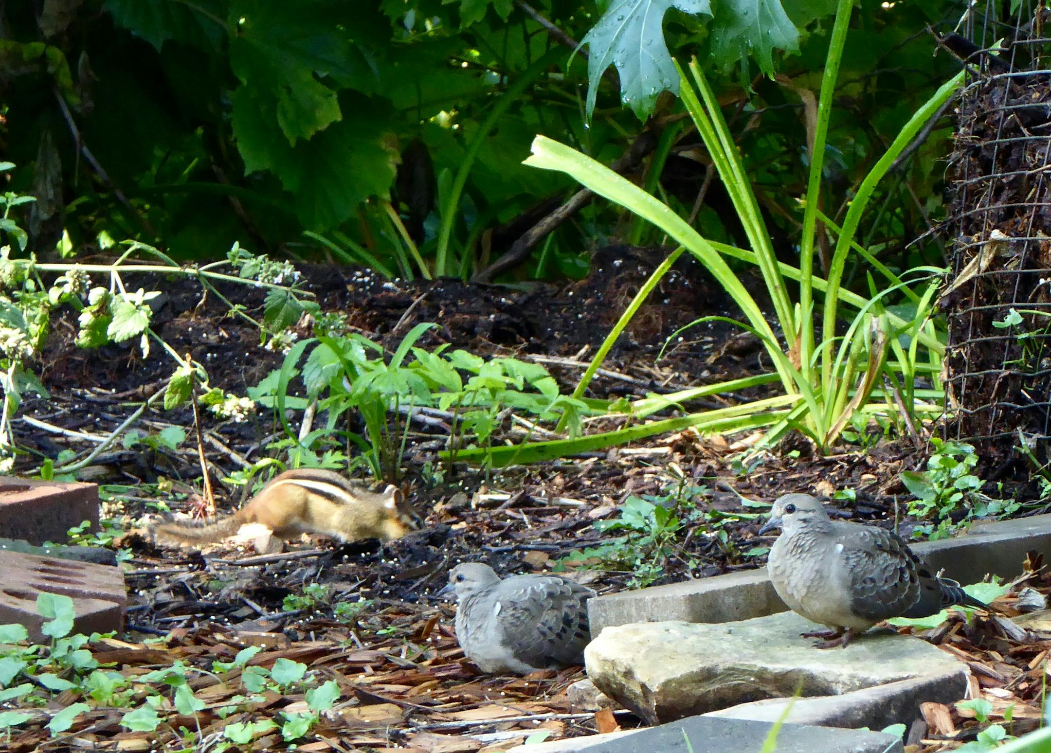 Photo by Val Cunningham 2. A pair of young doves forages for seeds while a chipmunk helps himself.