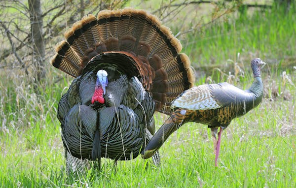 Wild Turkey tom is strutting for photo real hen decoy. Spring, breed, call.