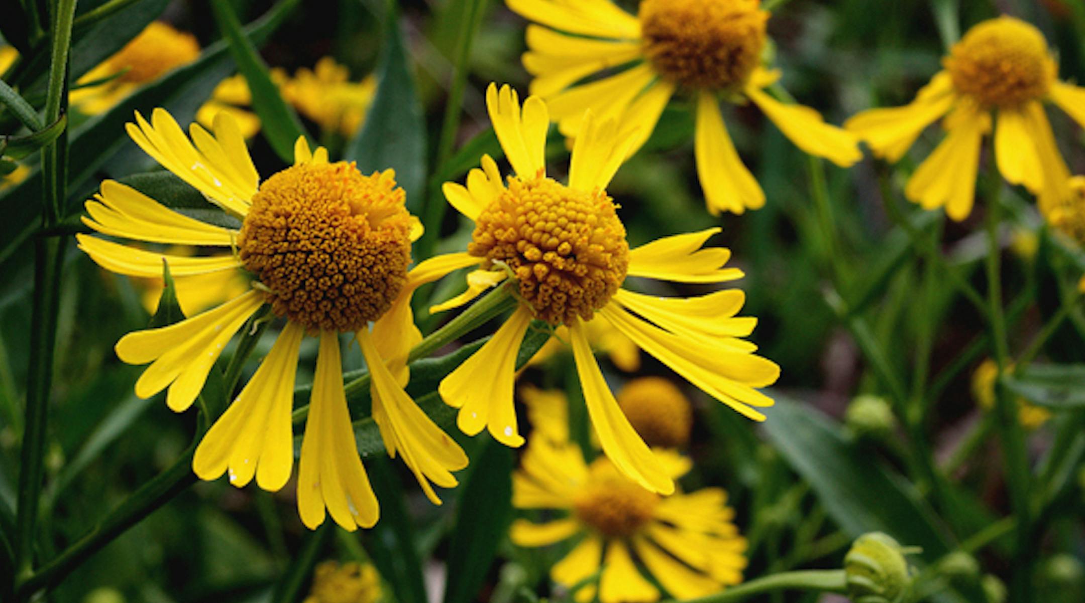 Sneezeweed