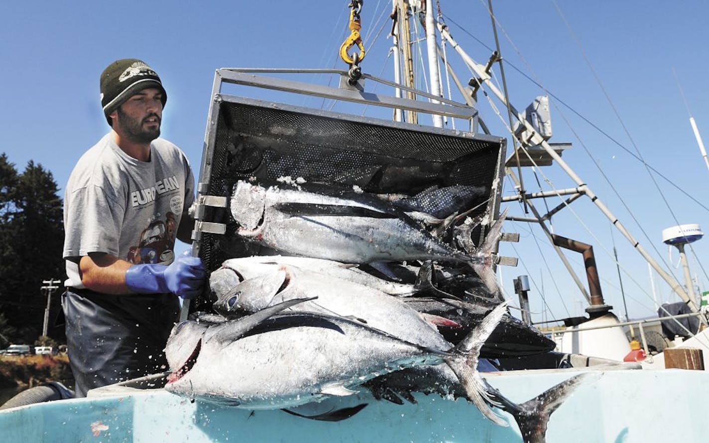 Robert Sheen, a deck hand at Bandon Pacific Seafoods in Charleston, Ore., helps offload a boat full to tuna.